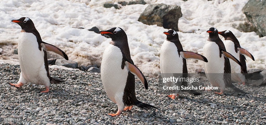 Gentoo Penguins marching in Single File