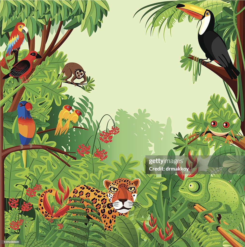 Tropical rainforest
