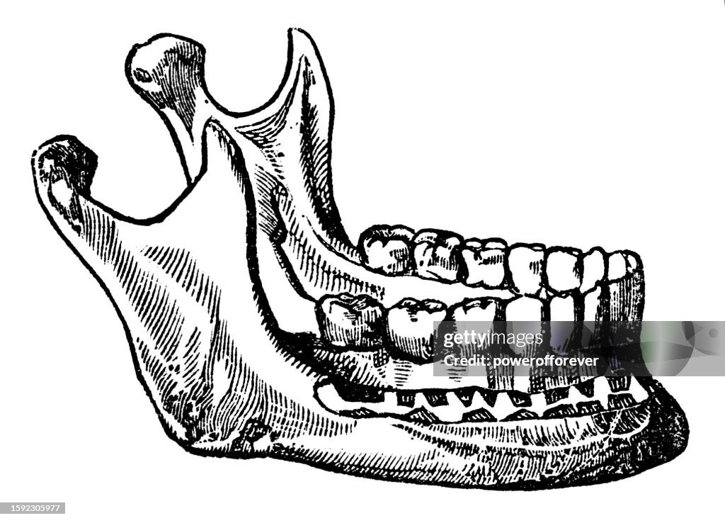 Medical Illustration of a Human Mandible/Jaw Bone - 19th Century