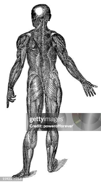 medizinische illustration der hinteransicht der menschlichen oberflächlichen muskeln - 19. jahrhundert - skelettmuskel stock-grafiken, -clipart, -cartoons und -symbole