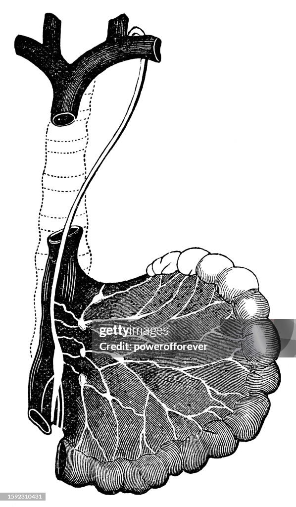 Medical Illustration of a Human Superior Mesenteric Lymph Nodes - 19th Century