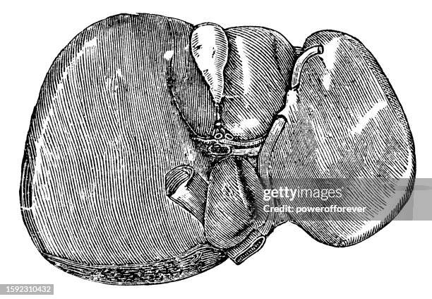 medical illustration of a human liver and gallbladder - 19th century - lobe stock illustrations
