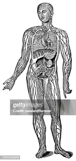 medizinische illustration eines menschlichen lymphsystems - 19. jahrhundert - lymphsystem stock-grafiken, -clipart, -cartoons und -symbole