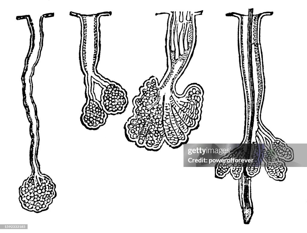Sebecus Skeleton Medical Illustration Of Human Sebaceous Glands From The Scalp And Nose ...