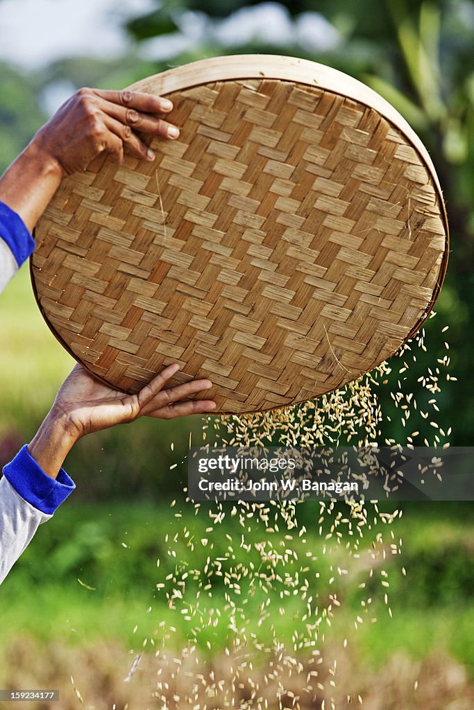 Rice harvesting,near Ubud Bali