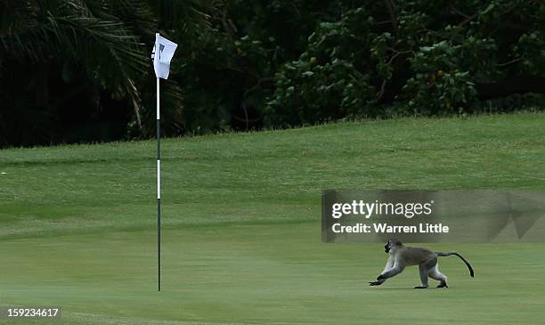 Monley runs across the fourth green during the first round of the Volvo Golf Champions at Durban Country Club on January 10, 2013 in Durban, South...