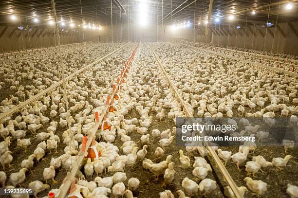 broiler chickens in poultry house - galliformes stock-fotos und bilder