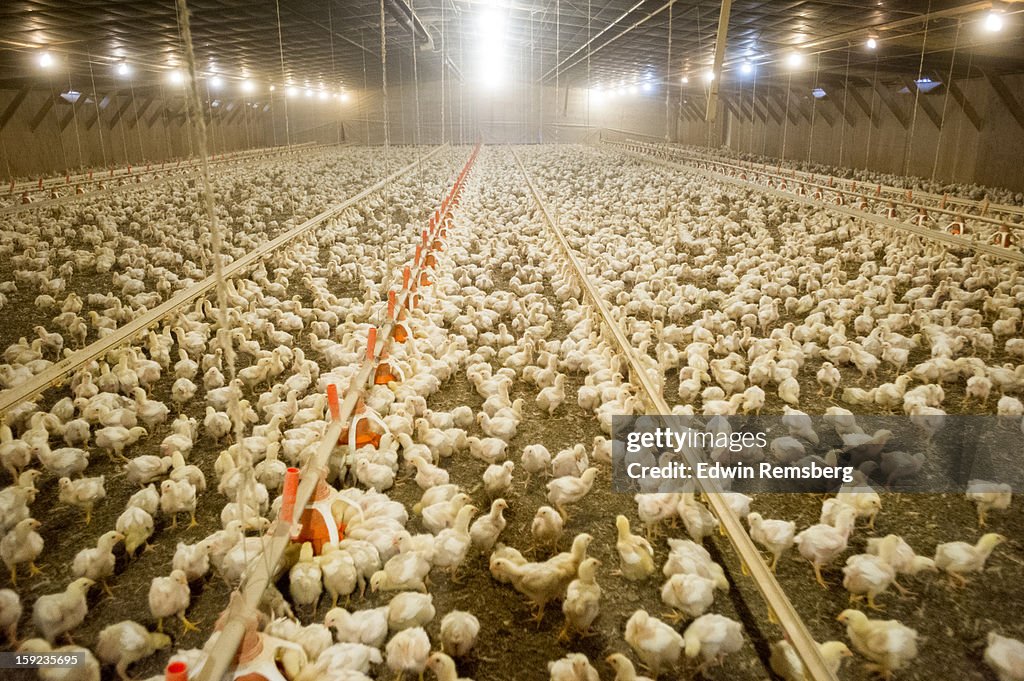Broiler chickens in poultry house