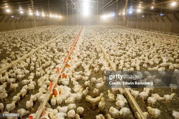 broiler chickens in poultry house - maryland farm stock pictures, royalty-free photos & images