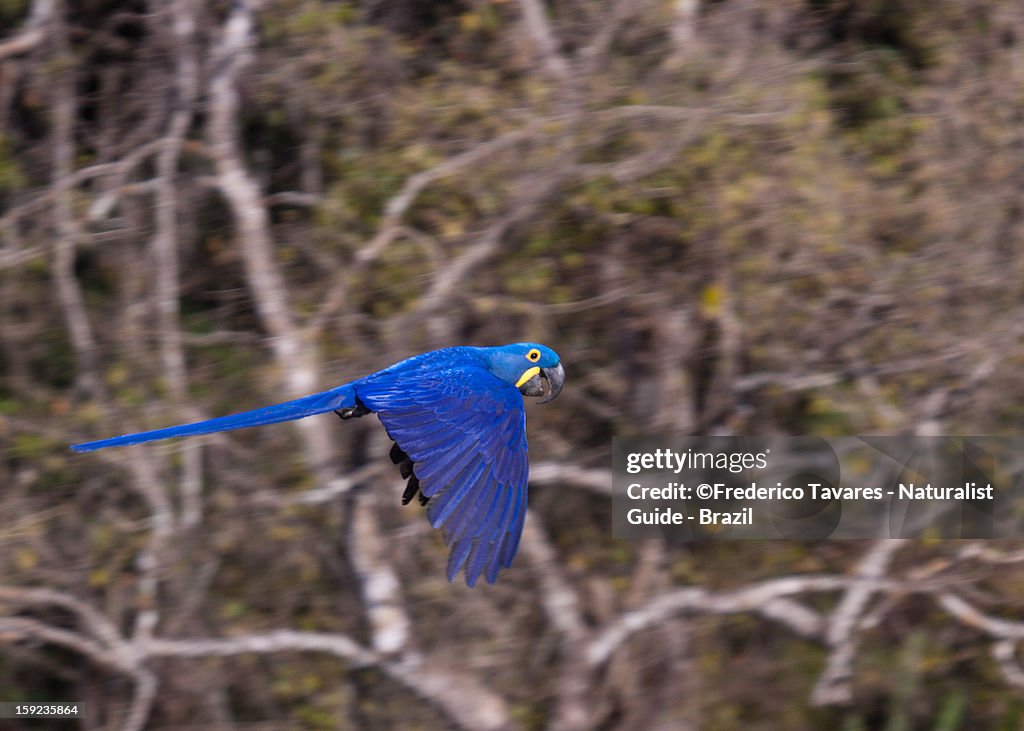 Hyacinth Macaw - Arara-azul