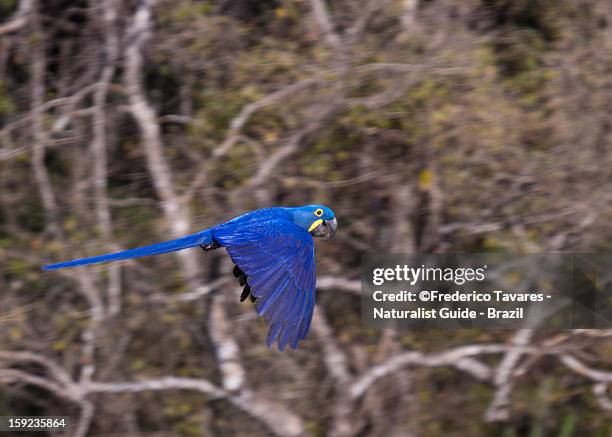 hyacinth macaw - arara-azul - hyacinth macaw stock pictures, royalty-free photos & images