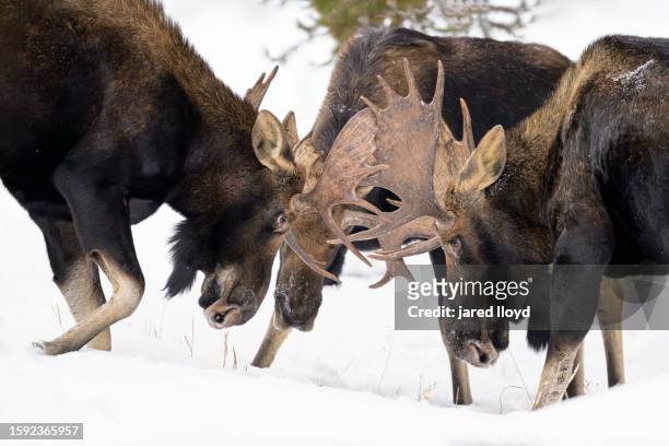 bull moose fighting - a shiras moose stock pictures, royalty-free photos & images