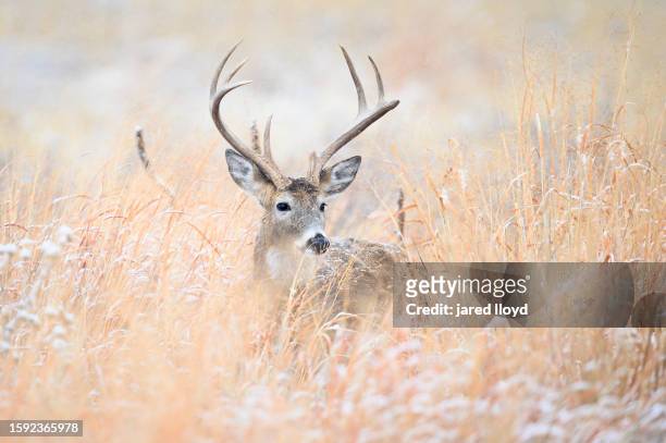 a large white-tailed deer in snow covered meadow - white tailed deer stock pictures, royalty-free photos & images