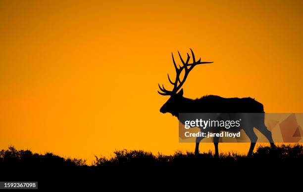 a large bull elk in silhouette - wapiti stockfoto's en -beelden