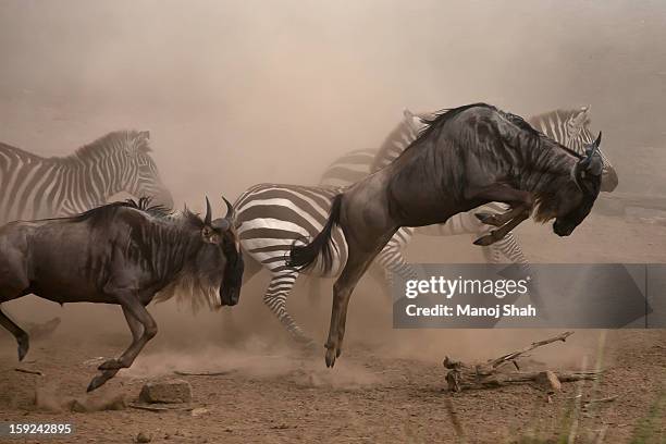 wildebbest and zebra running - wildebeest stock pictures, royalty-free photos & images