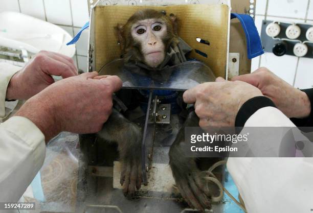 174 Animal Testing Monkey Photos and Premium High Res Pictures - Getty  Images