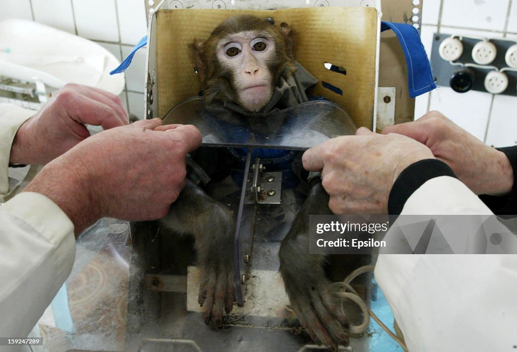 Russian Scientists Test Health Effects Of Life In Space On Monkeys