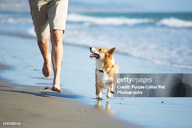 dog and person running on beach - dogs in sand stock pictures, royalty-free photos & images