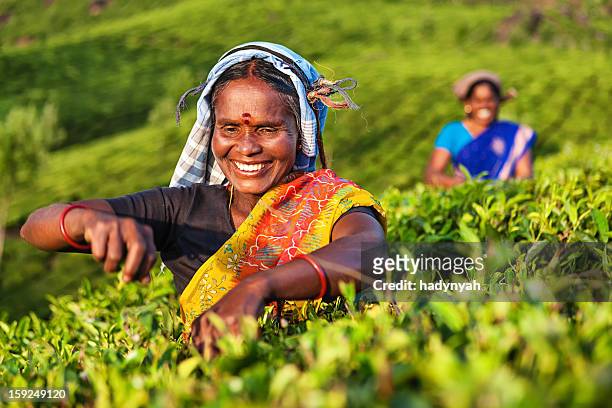 tamil pickers plucking tea leaves on plantation, southern india - india agriculture stock pictures, royalty-free photos & images