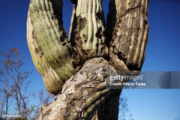 Damaged saguaro cactus remains standing in the Sonoran Desert on August 4, 2023 near Apache Junction, Arizona. The iconic cacti are under increased...