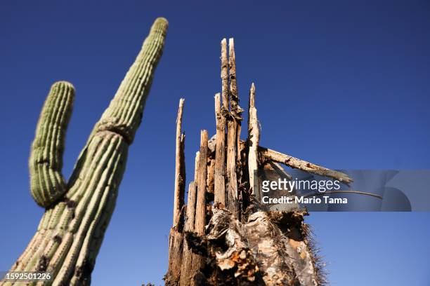 Saguaro cactus remains standing next to a dead saguaro decaying in the Sonoran Desert on August 4, 2023 near Apache Junction, Arizona. The iconic...