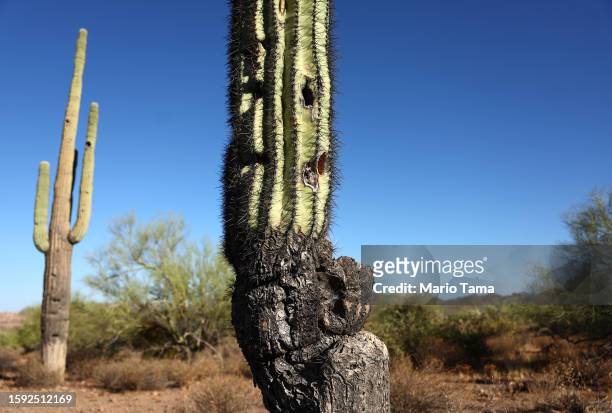 Damaged saguaro cacti stand in the Sonoran Desert on August 4, 2023 near Apache Junction, Arizona. The iconic cacti are under increased stress from...