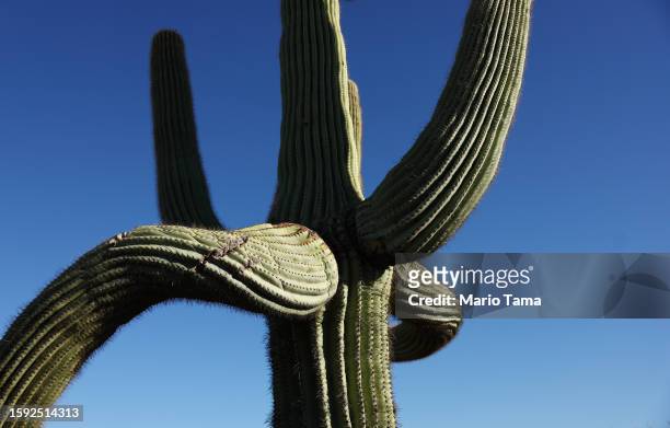 Saguaro cactus stands with a ruptured arm in the Sonoran Desert on August 4, 2023 near Apache Junction, Arizona. The iconic cacti are under increased...