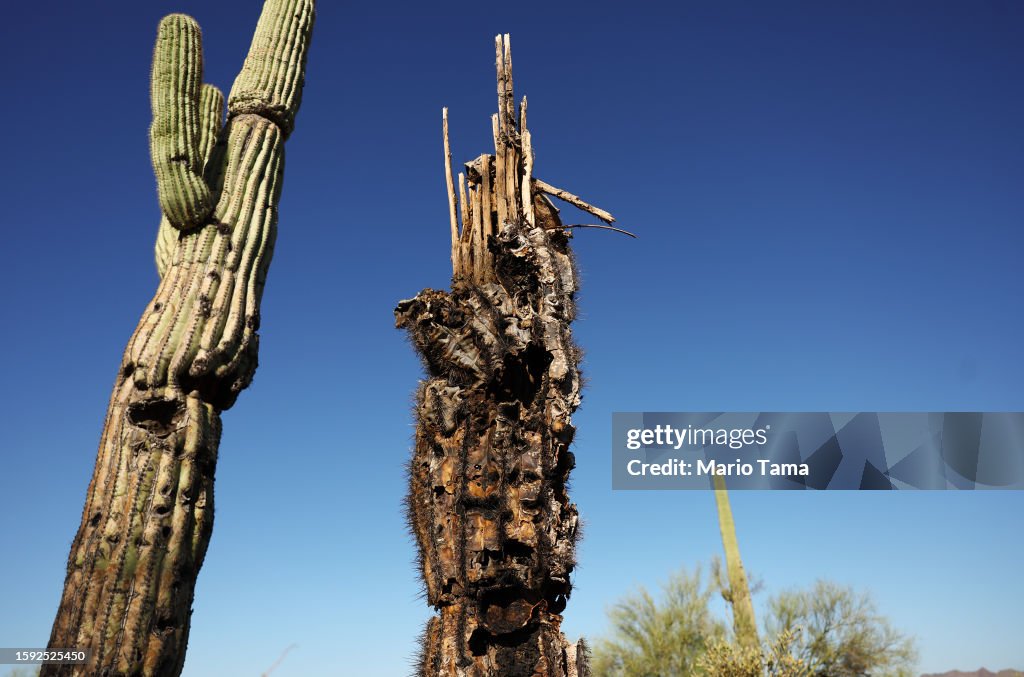 Arizona's Brutal Heatwave Contributes To The Dying Of Its Iconic Saguaro Cacti