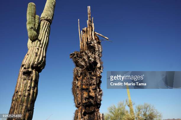 Damaged saguaro cactus remains standing next to a dead saguaro decaying in the Sonoran Desert on August 4, 2023 near Apache Junction, Arizona. The...