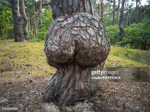 tree trunk in the shape of a female butt. - beautiful bums imagens e fotografias de stock