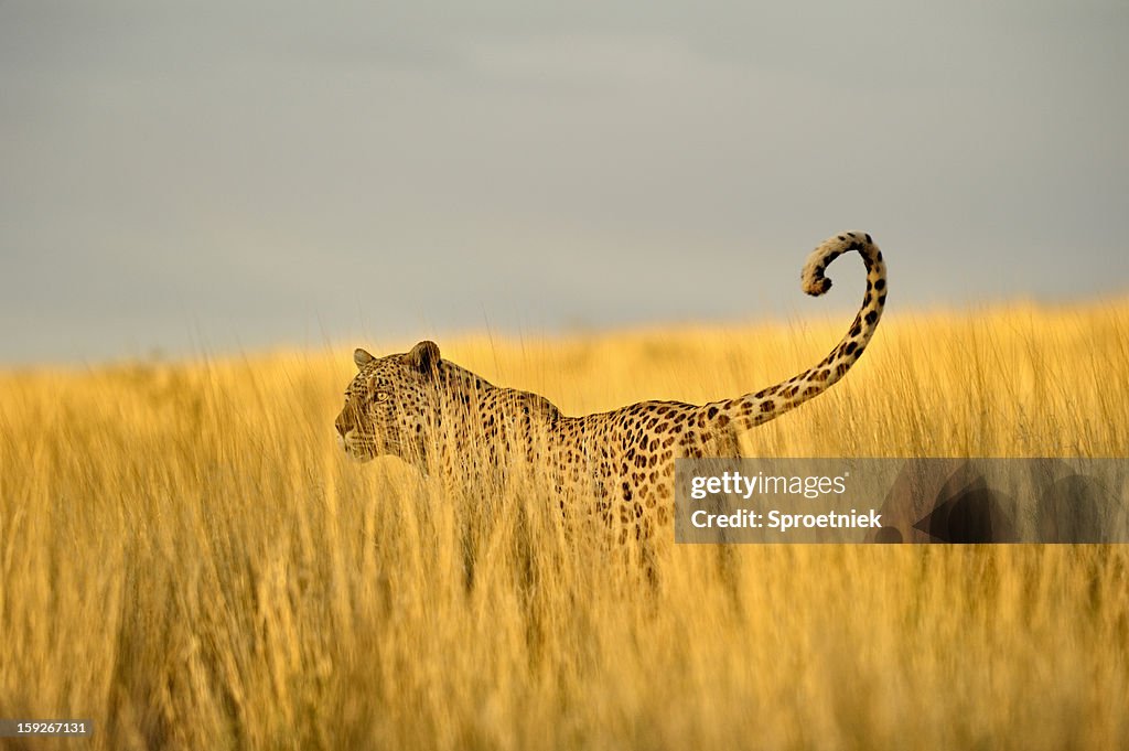 Hunting leopard in hohen Kalahari Gras