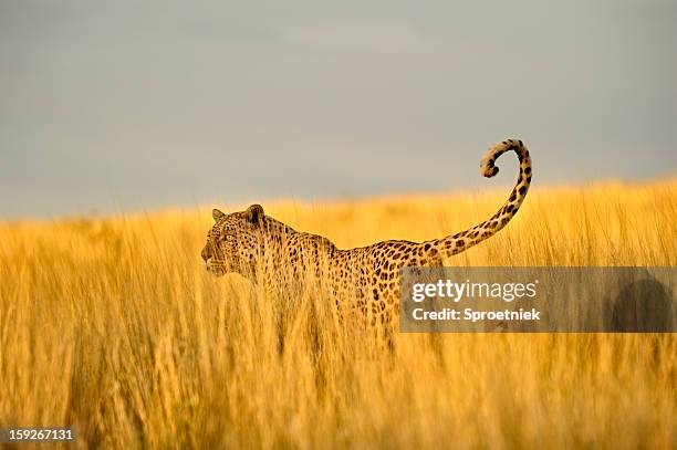 hunting leopard in tall kalahari grass - kgalagadi transfrontier park stock pictures, royalty-free photos & images
