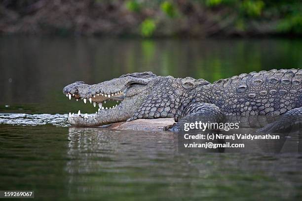 marsh crocodile - makar stockfoto's en -beelden