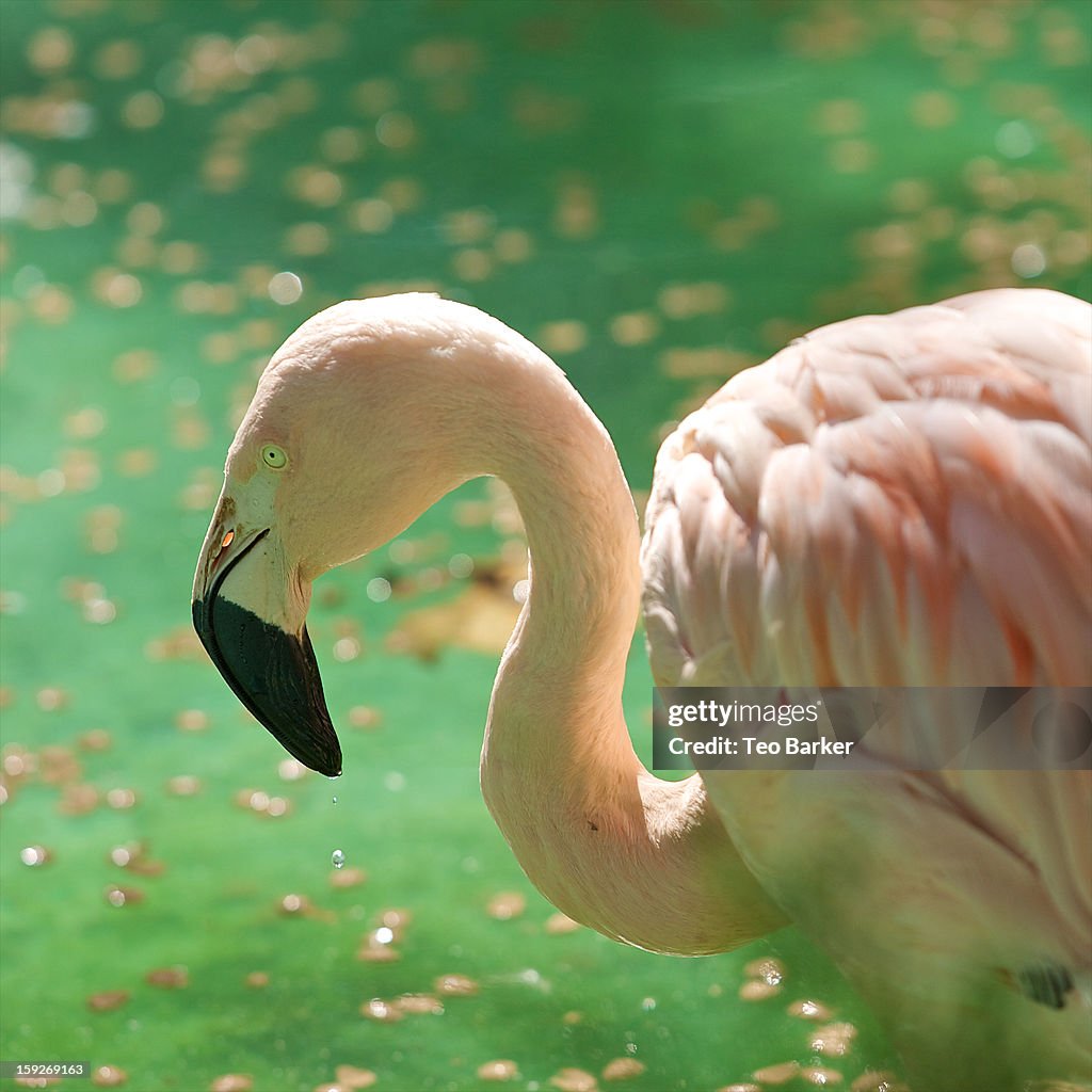 Pink Flamingo