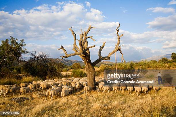 sheeps in dehesa, typical pasture of extremadura. - cáceres bildbanksfoton och bilder