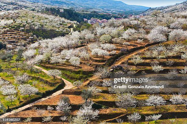 spring landscape in the jerte valley. - valle fotografías e imágenes de stock