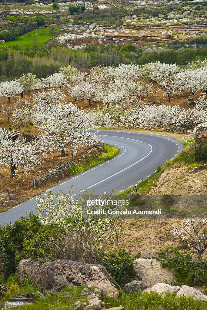 Spring landscape in the Jerte Valley.