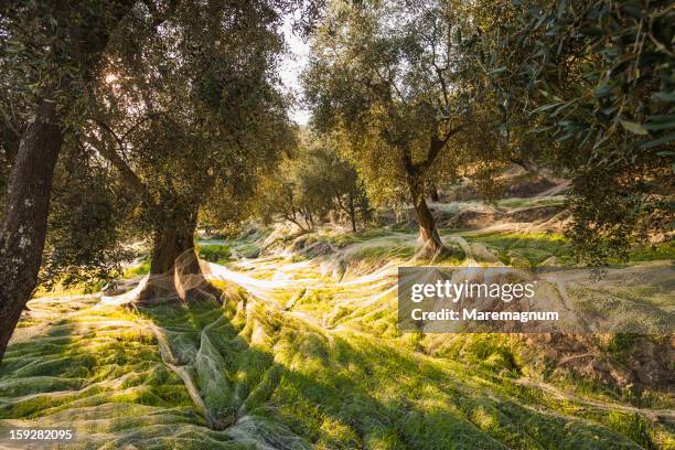 olive trees during the olive picking - olivlund bildbanksfoton och bilder