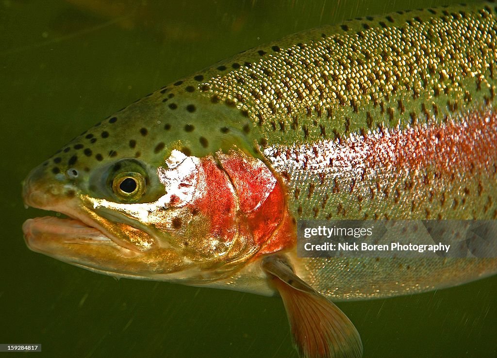 Steelhead Trout