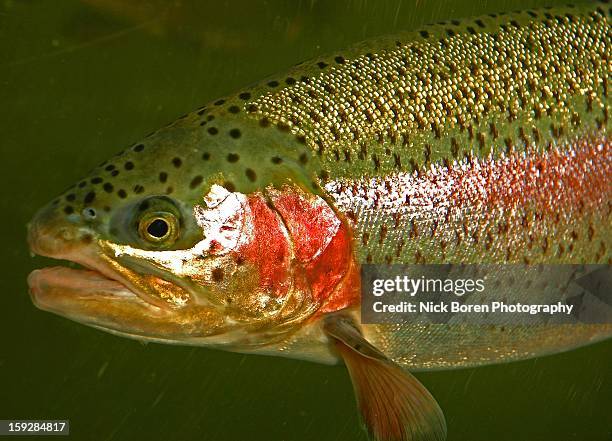 Steelhead Trout High-Res Stock Photo