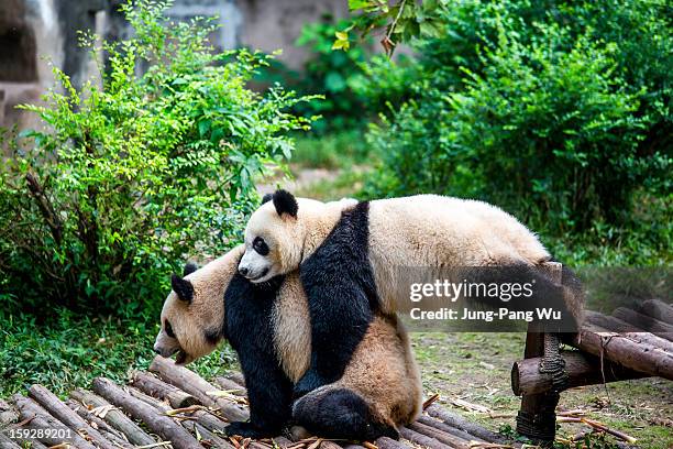 Panda Hugging