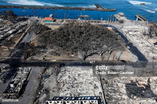 Lahaina, Maui, Thursday, August 11, 2023 - The iconic Banyan tree stands among the rubble of burned buildings days after a catastrophic wildfire...