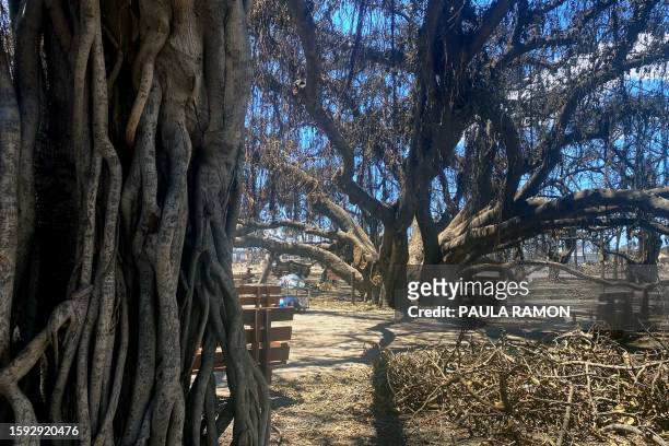The historic Banyan tree is pictured in the aftermath of a wildfire in Lahaina, western Maui, Hawaii on August 11, 2023. A wildfire that left Lahaina...