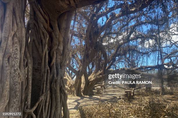 Carvings are seen on the historic Banyan tree seen on the aftermath of a wildfire in Lahaina, western Maui, Hawaii on August 11, 2023. A wildfire...