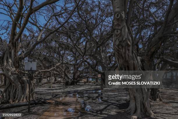 The historic Banyan tree is pictured in the aftermath of a wildfire in Lahaina, western Maui, Hawaii on August 11, 2023. A wildfire that left Lahaina...