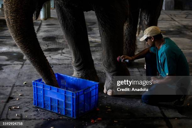 Ginger , a rescued blind female Asian elephant, feeds from her bucket of fruits while a veterinary doctor performs laser therapy as part of her...