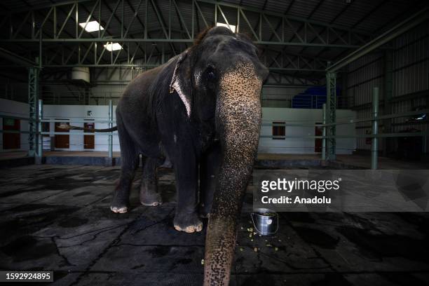 Ginger , a rescued blind female Asian elephant, feeds from her bucket of fruits while waiting for her medical treatment, at Wildlife SOS's Elephant...
