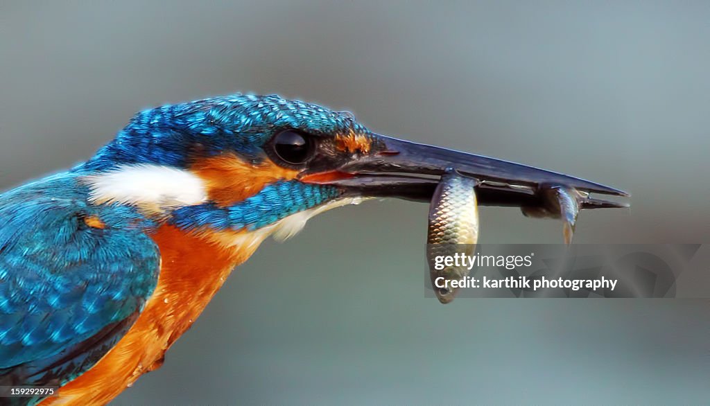 Kingfisher With  Fish