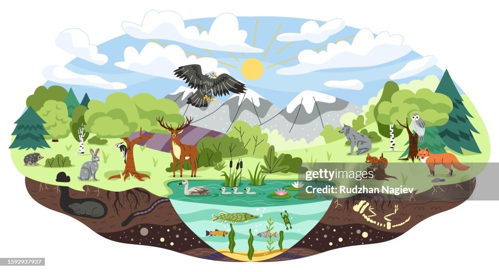 Ecosystem Abstract Visual Concept Of Ecosystem High-Res Vector Graphic - Getty Images