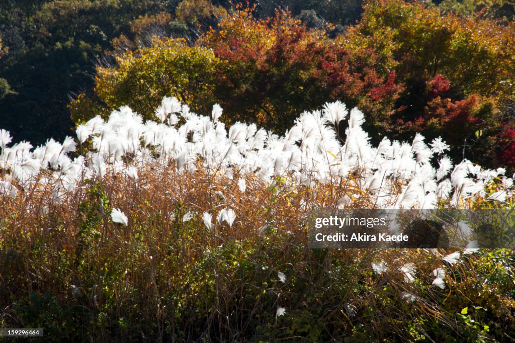 Japanese pampas grass (Miscanthus Sinensis)